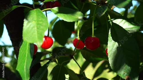 A shallow focus of suny red Cherry Fruit tree with green leaves and blurry background