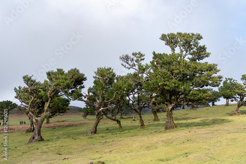 Fanal Forest in Madeira