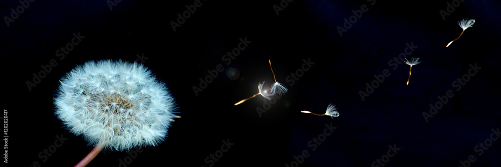 white dandelion