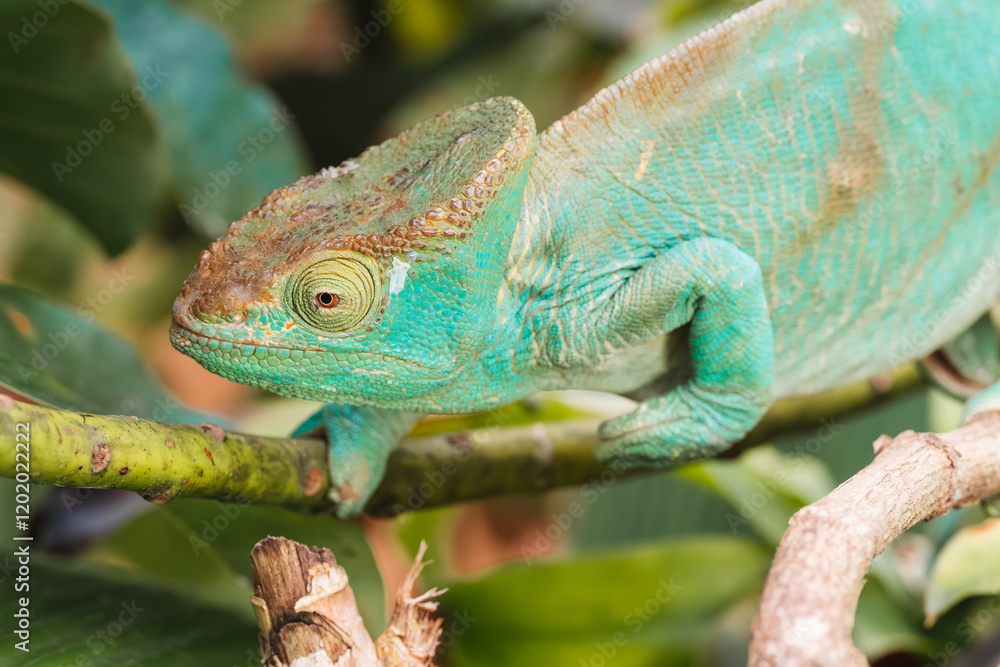 Chameleon perched on a branch. Madagascar