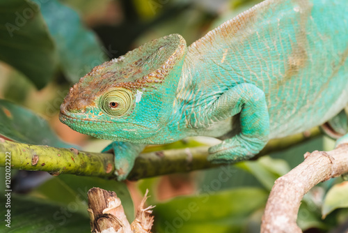 Obraz na płótnie Chameleon perched on a branch. Madagascar w salonie