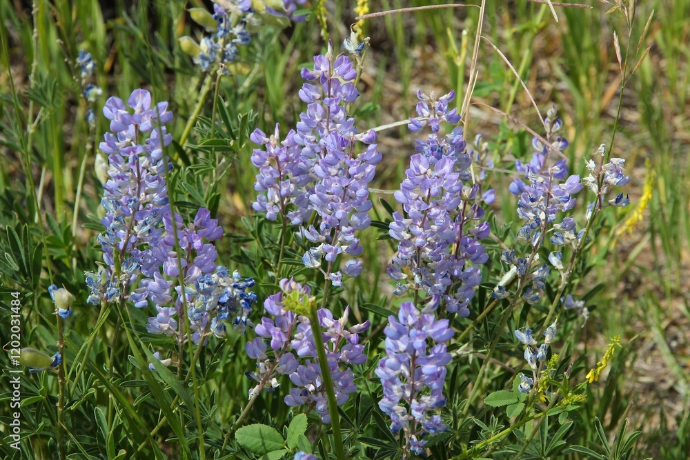 Silvery lupine flowers in Colorado Silvery lupine flowers in Colorado