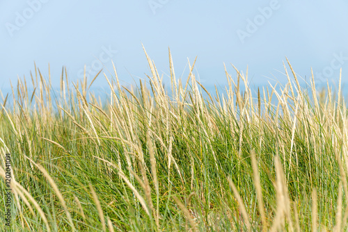 Fototapeta Naklejka Na Ścianę i Meble -  Détail de végétation des dunes : oyats