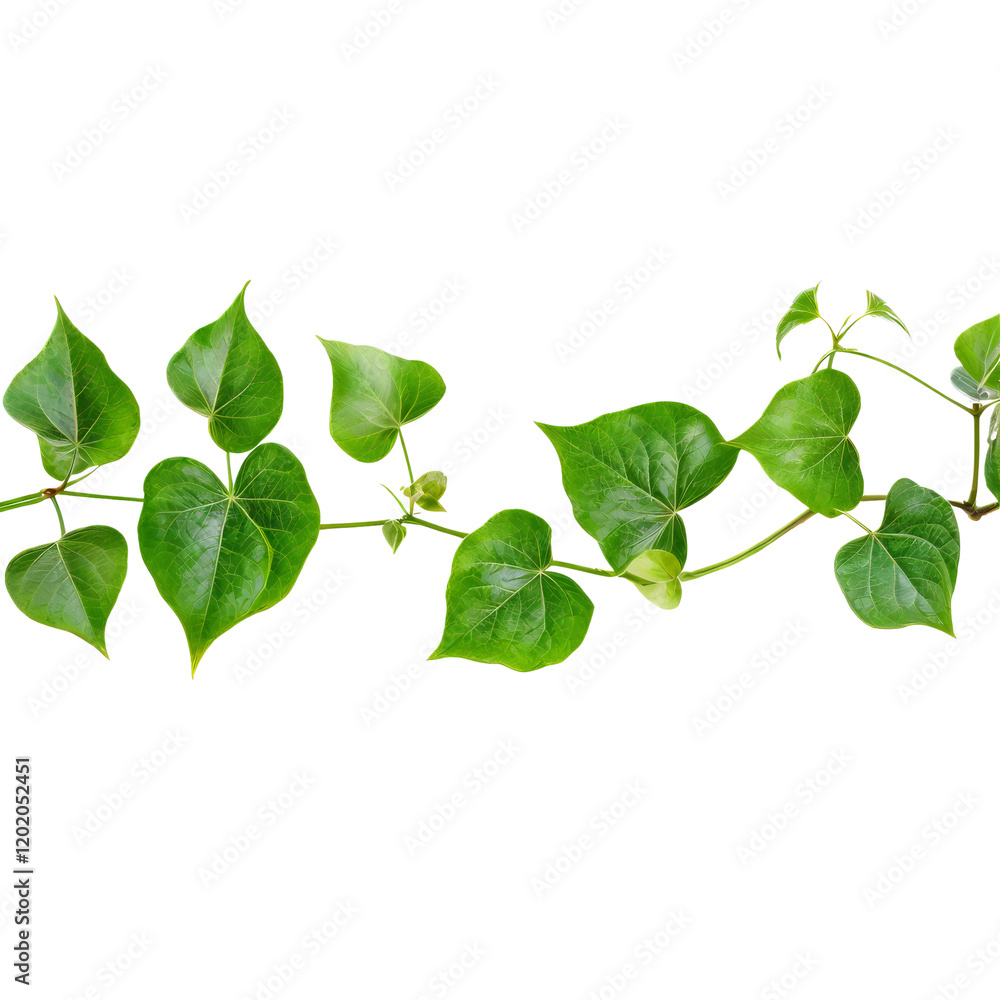 Naklejka premium Ivy Vine Border: Lush, vibrant green ivy leaves form a natural border, perfect for adding a touch of organic elegance to your designs. The heart-shaped leaves are interconnected.