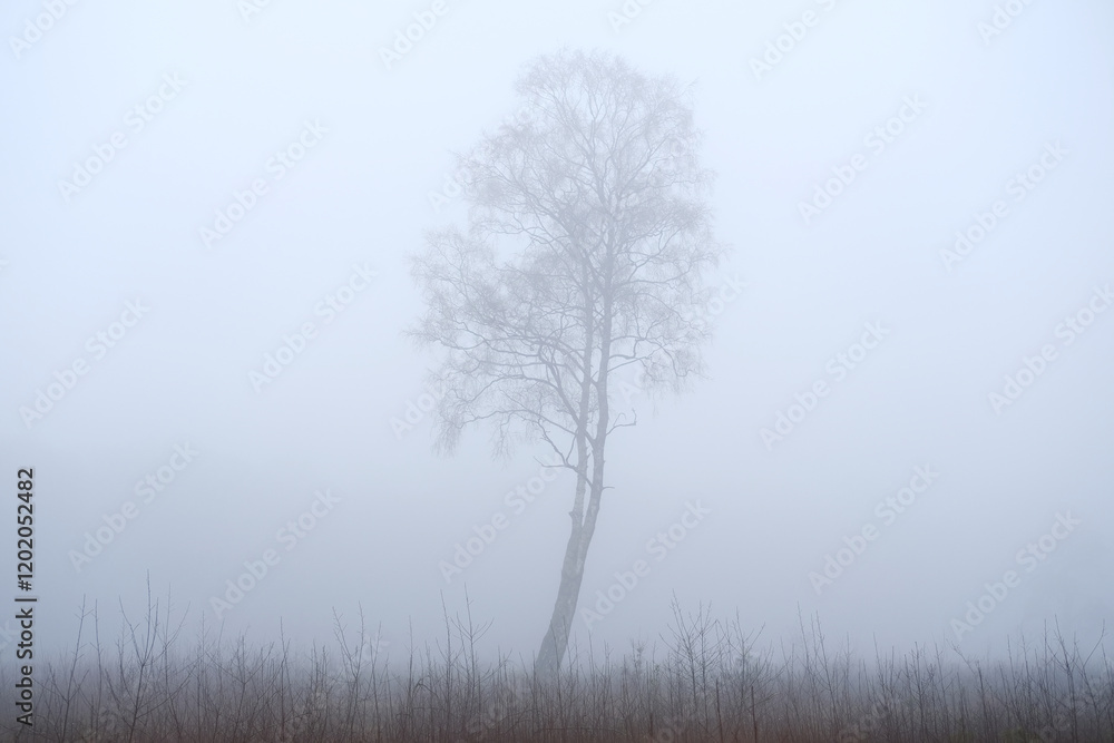 a lonely tree in the forest in the mist a lonely tree in the forest in the mist