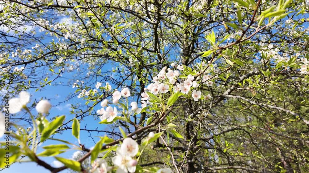 An apple tree blooms in spring and the branches sway in the wind An apple tree blooms in spring and the branches sway in the wind