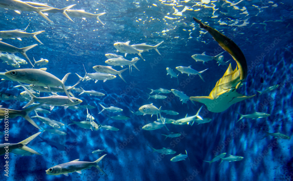 Fototapeta premium Colorful underwater scene featuring a manta ray alongside schools of fish in a vibrant ocean