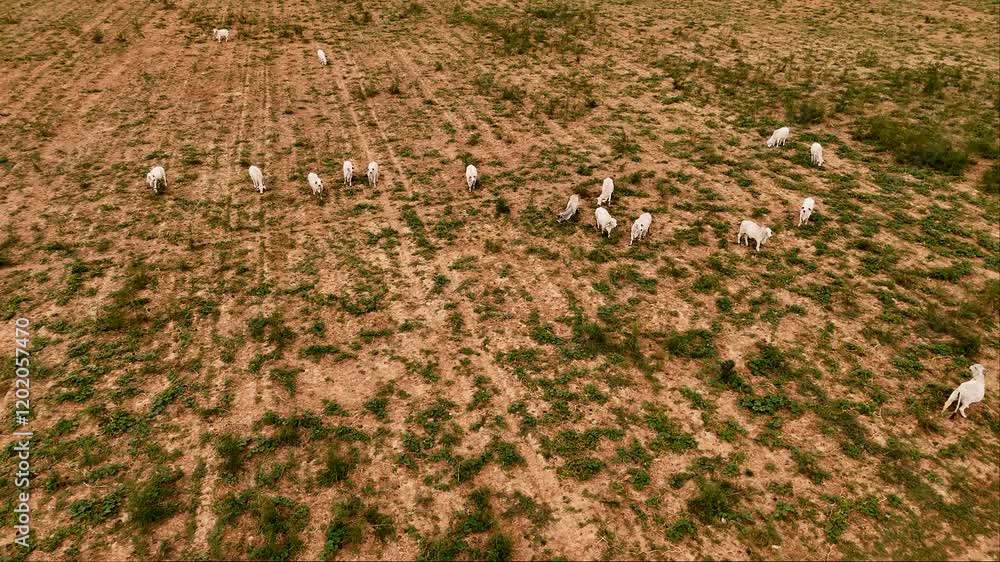 Aerial view of American Brahman cattle grazing in patchy agricultural field Aerial view of American Brahman cattle grazing in patchy agricultural field