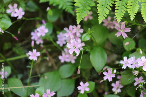 Wallpaper Mural Pink Flower in nature Torontodigital.ca