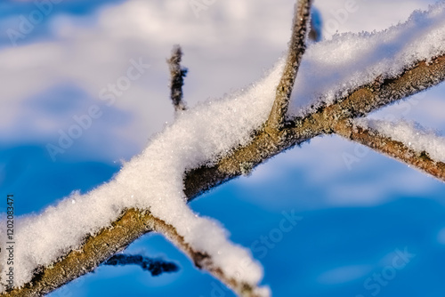 landscape with winter green branches of spruce in white snow close-up