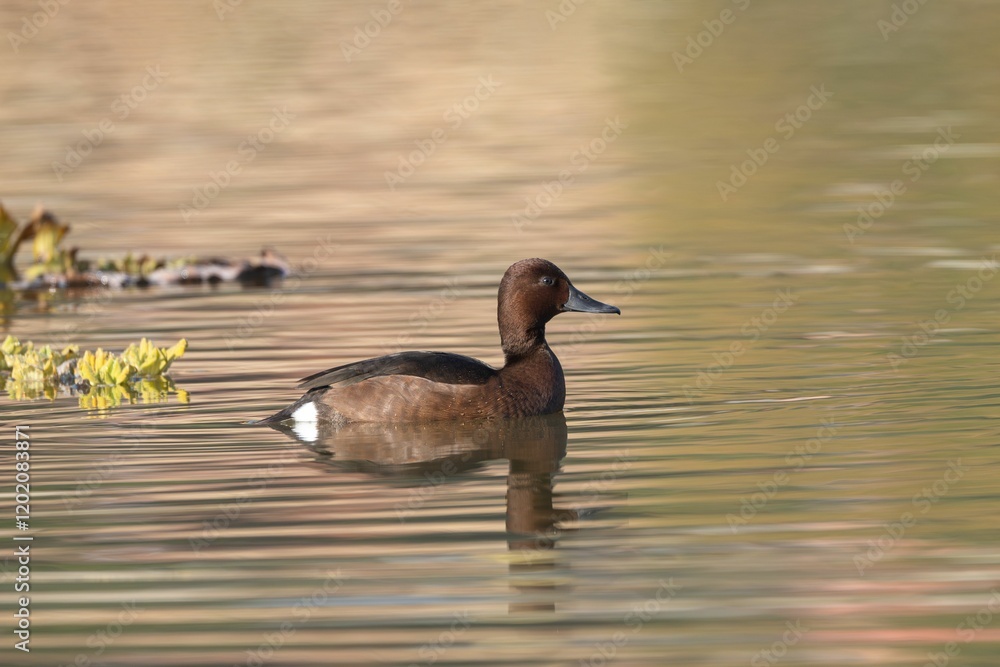 Closeup of a Ferruginous Duck (Aythya nyroca) gliding on calm water with a soft reflection Closeup of a Ferruginous Duck (Aythya nyroca) gliding on calm water with a soft reflection