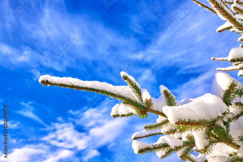 landscape with winter green branches of spruce in white snow close-up