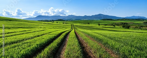 Lush Green Fields Under Bright Sky