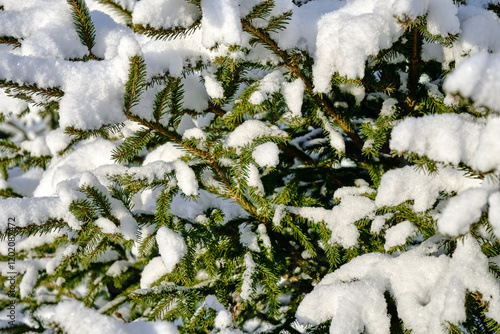 landscape with winter green branches of spruce in white snow close-up