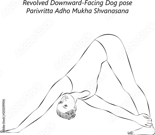 Sketch of young woman practicing Parivritta Adho Mukha Shvanasana yoga pose. Revolved Downward Facing Dog pose. Isolated vector illustration.