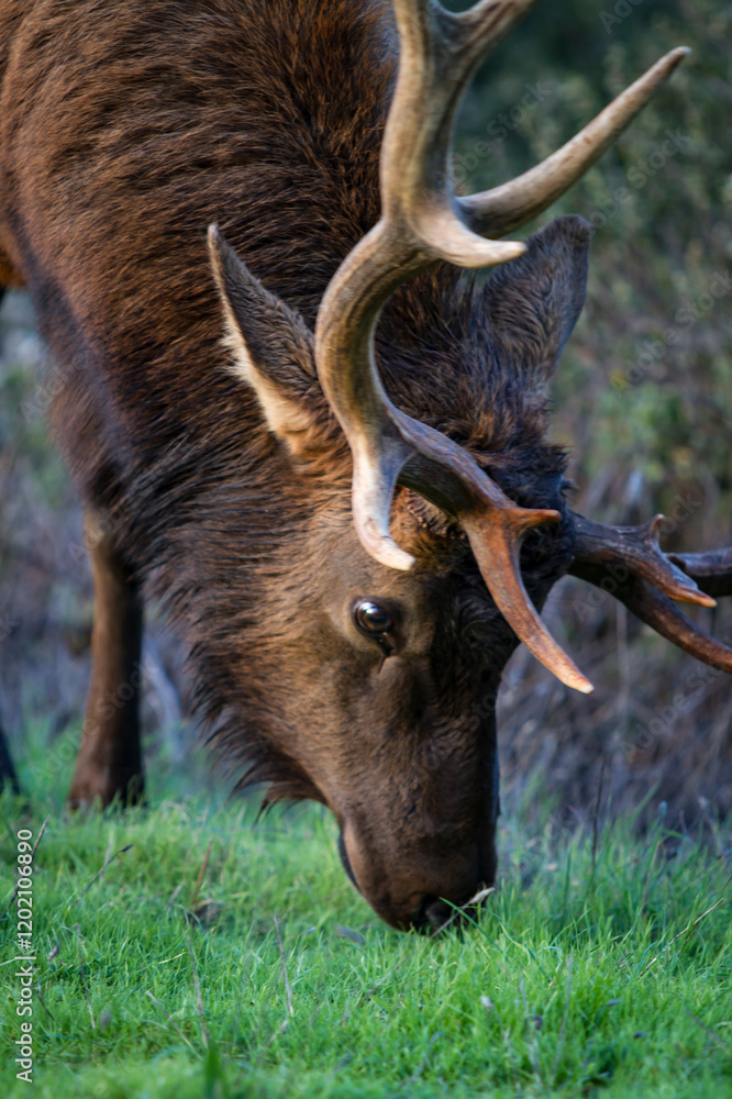 buffalo in the wild