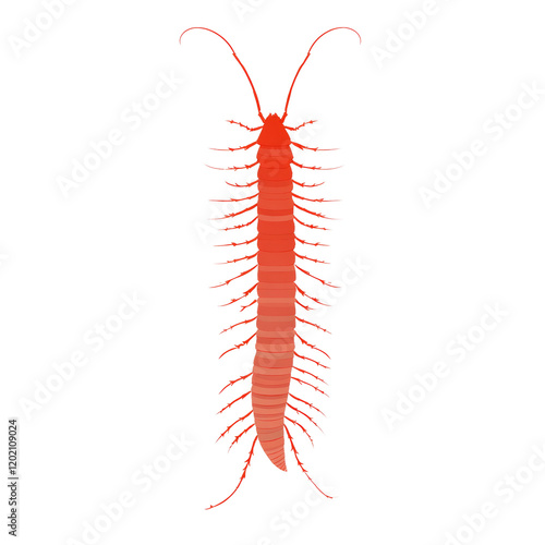 The image showcases a detailed illustration of a red centipede against a white background, highlighting its segmented body and numerous legs. photo