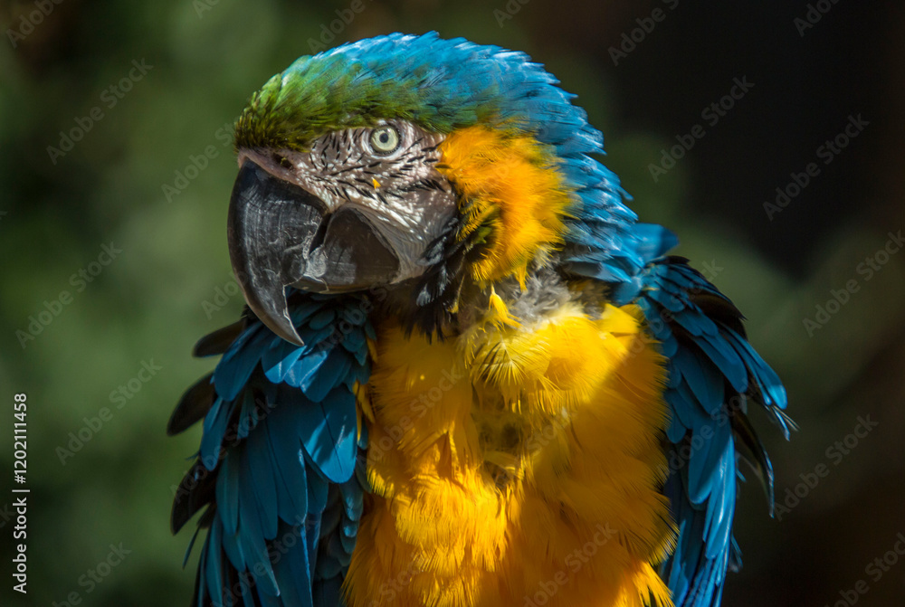 blue and yellow macaw