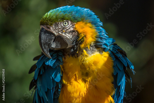 Obraz na płótnie blue and yellow macaw w salonie