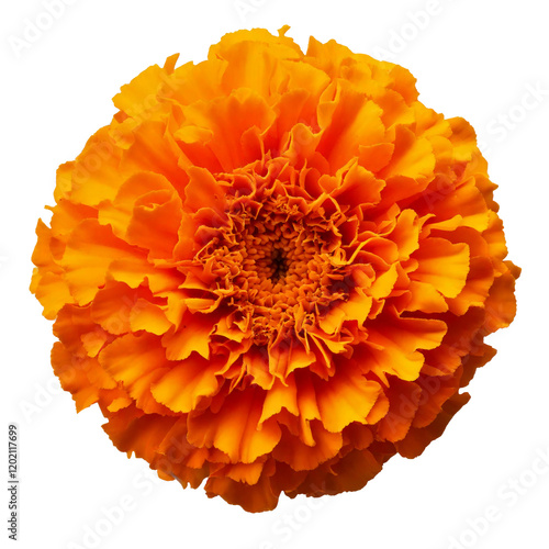 Flor de caléndula única sobre fondo transparente