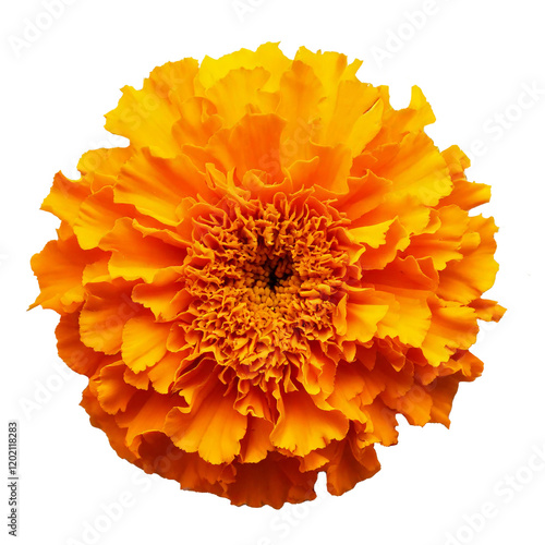 Single Orange Marigold Flower on Transparent Background