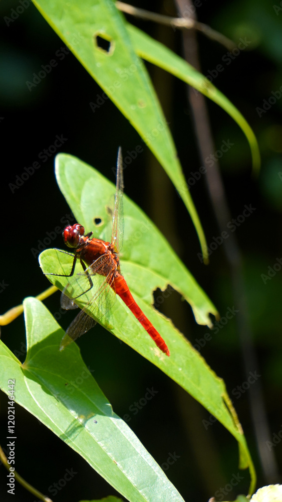 Fototapeta premium Rhodothemis Rhodothemis is a genus of dragonflies in the family Libellulidae