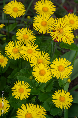 Wallpaper Mural Doronicum orientale leopards bane bright yellow spring flowers in bloom, ornamental garden flowering plant Torontodigital.ca