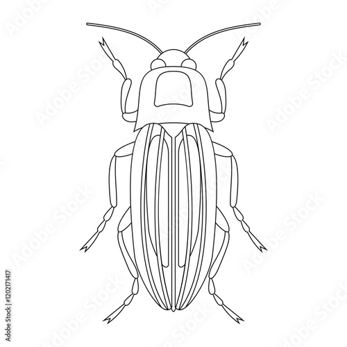 Coloring book of bug, beetle cockroach. Doodle insect. Nature and biodiversity insect specie. Beetle vector flat illustration.