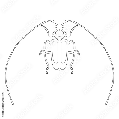 Coloring book of bug, long eared whisker beetle. Doodle insect. Nature and biodiversity insect specie. Beetle vector flat illustration.