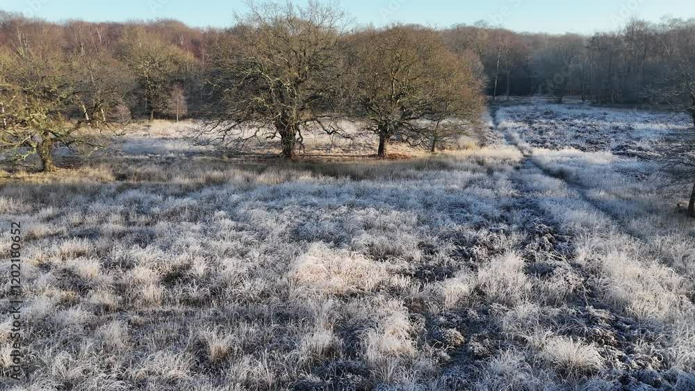 Epping Forest UK in winter frosty grass and trees drone,aerial Epping Forest UK in winter frosty grass and trees drone,aerial
