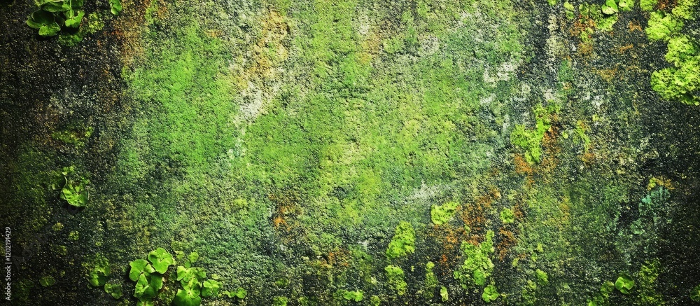 Textured green moss background with earthy tones featuring natural patterns and copy space for design elements. Textured green moss background with earthy tones featuring natural patterns and copy space for design elements.