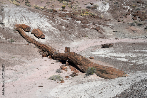Long fossilized tree trunk in the petrified forest national park Arizona