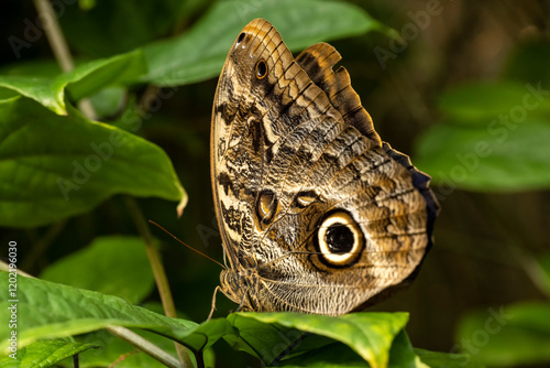 Owl butterfly at the Butterfly Pavilion; Westminster, Colorado photo