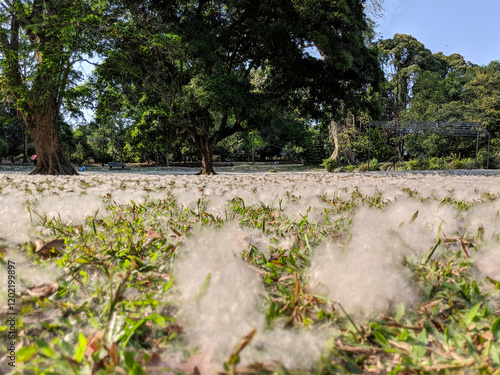 Serene Park Landscape Cottonwood Seeds Drifting on Grass photo