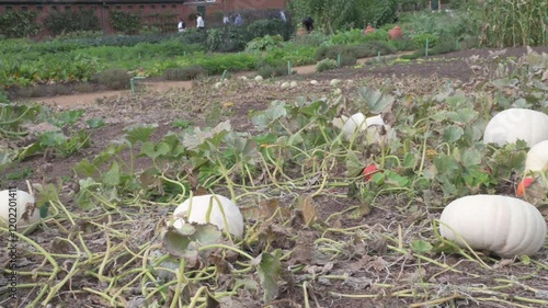 Pumpkin patch, Hampton Court Palace, London, United Kingdom. 15 September 2024