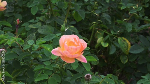 Rose Garden at Hampton Court Palace, London, United Kingdom. 15 September 2024
