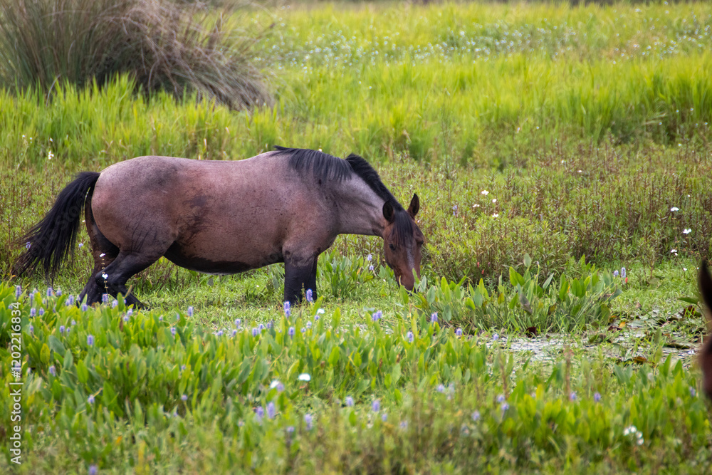 Caballo pastando Caballo pastando