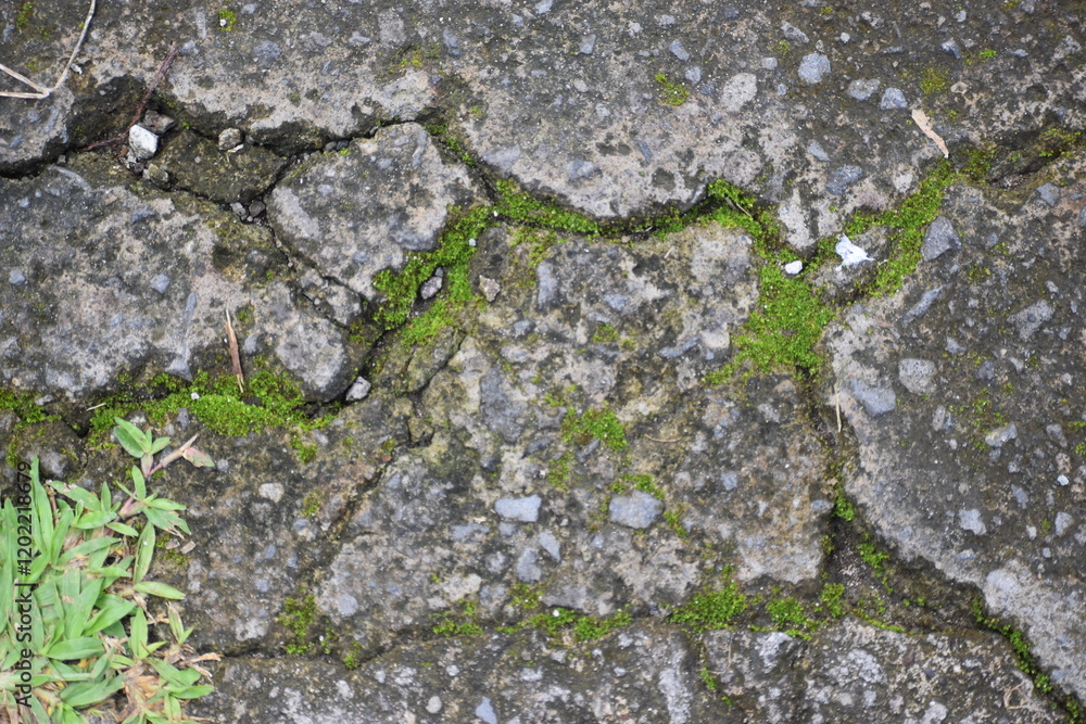 Obraz premium moss on stone