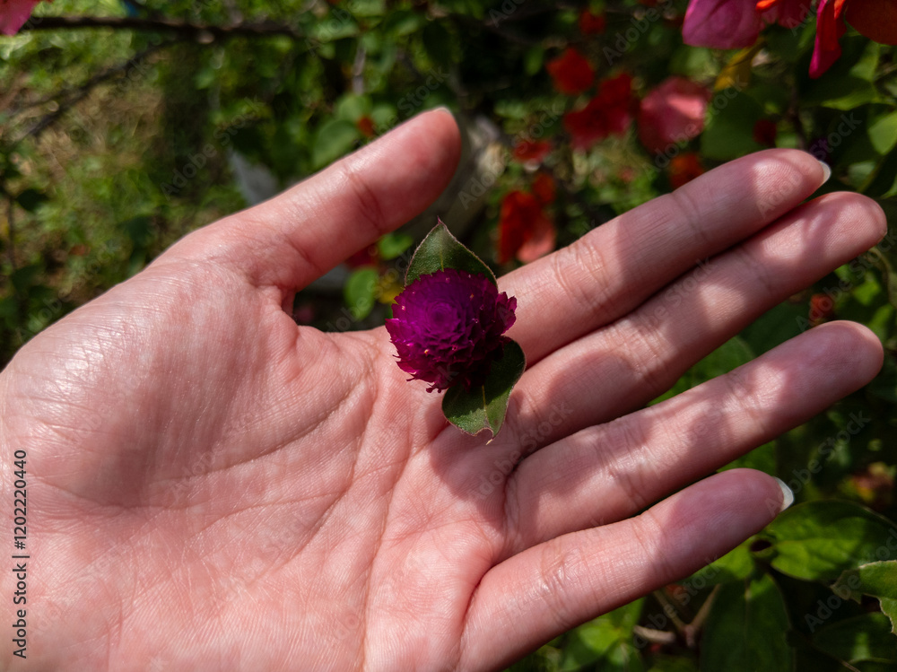 Crimson Globe Amaranth Flower in a Gentle Hand A Sunlit Botanical Study Crimson Globe Amaranth Flower in a Gentle Hand A Sunlit Botanical Study