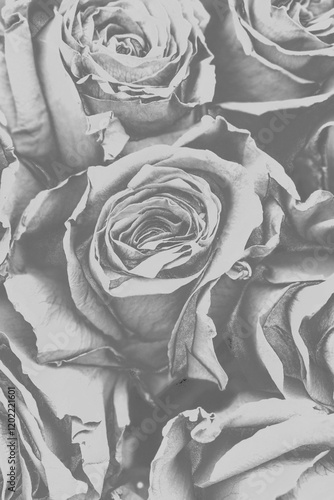 vintage background with rose