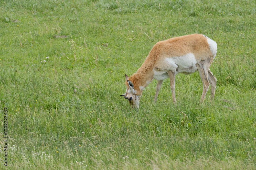 Pronghorn Antelope on the great plains of North America in the state of South Dakota Pronghorn Antelope on the great plains of North America in the state of South Dakota