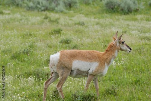 Pronghorn Antelope on the great plains of North America in the state of South Dakota photo