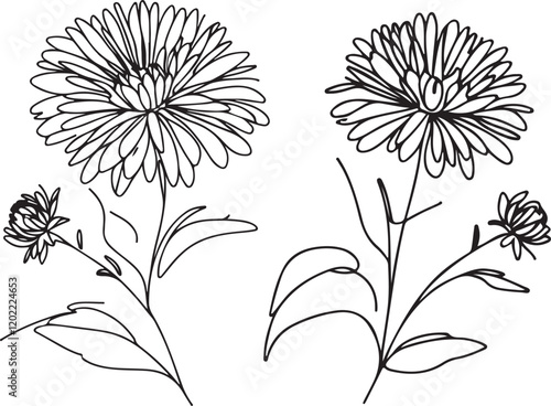 Aster Flower Line Art in Clean Vector Illustration