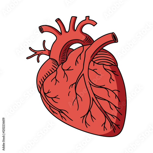 A detailed illustration of a human heart, showcasing its intricate chambers, valves, and blood vessels.