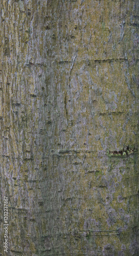 Beautiful close-up of the bark of antiaris toxicaria photo