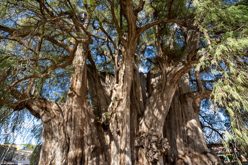 Majestic Tree of Tule, Oaxaca, Mexico photo