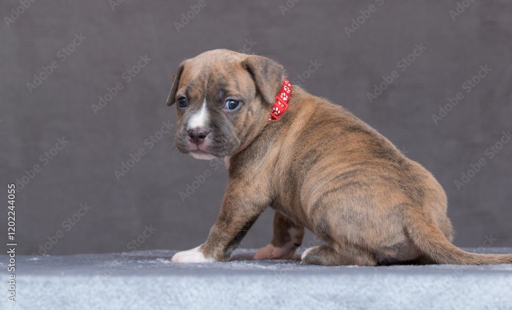 funny cute american staffordshire terrier puppy funny cute american staffordshire terrier puppy