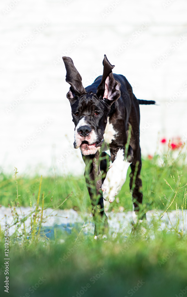 Great Dane puppy on a walk
