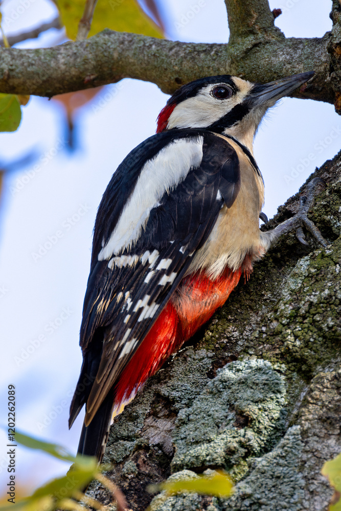 Great Spotted Woodpecker (Dendrocopos major) - Found in forests, woodlands, and parks across Europe and Asia. Great Spotted Woodpecker (Dendrocopos major) - Found in forests, woodlands, and parks across Europe and Asia.