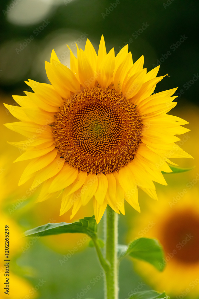 sunflower on the field sunflower on the field